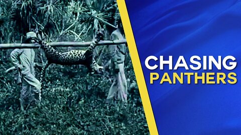 Chasing The Panther (1909 Silent film from Belgian Congo)