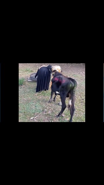 A cow with feelings(animal fan)