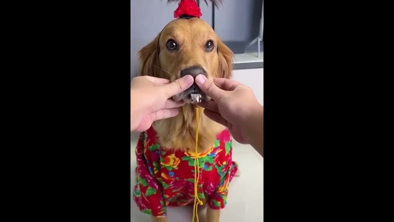 Funny Animals | 🐱🐶 Funny dog & cat videos | Part #3