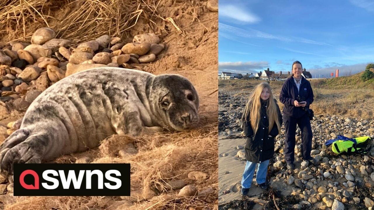 Inspirational 11-year-old environmental campaigner saves the life of distressed seal pup