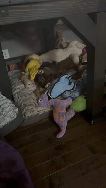 Puppy Play Time 🐶🐾