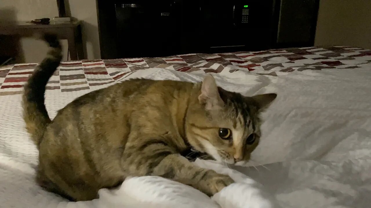 Milo Cat why are you chasing your toys on top of me?