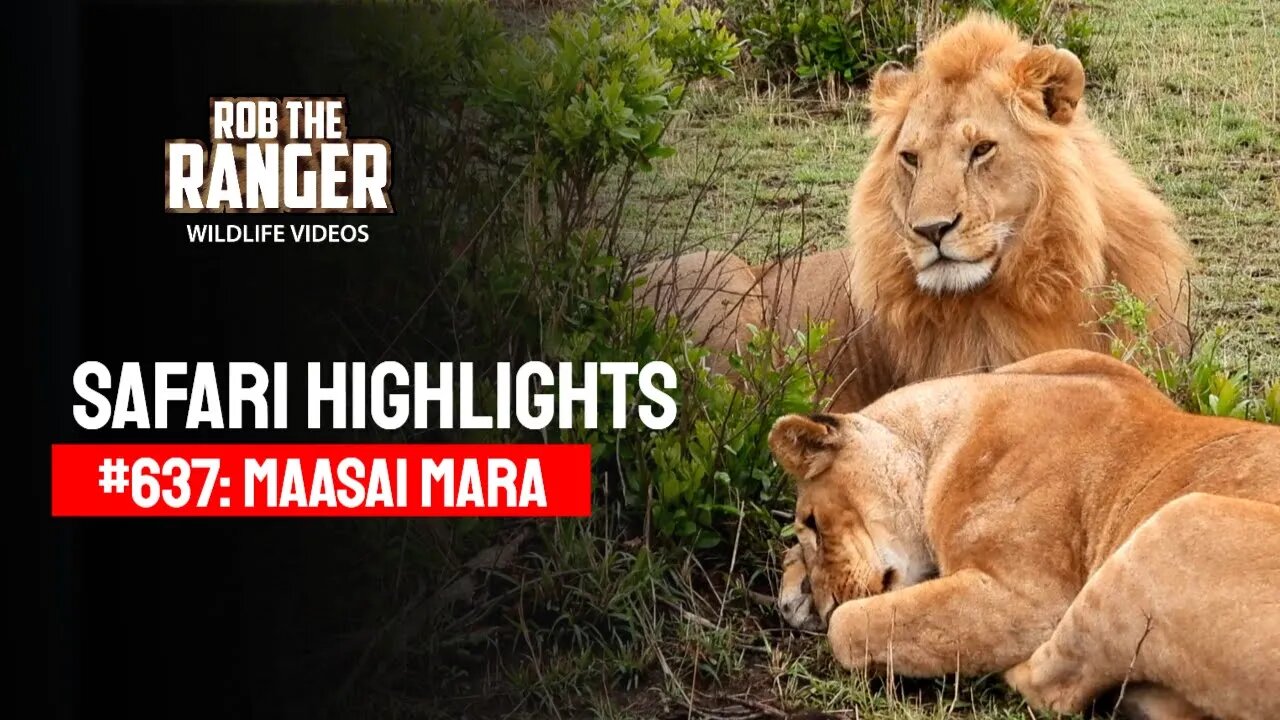 Safari Highlights #637: 16 & 17 Sep 2021 | Maasai Mara/Zebra Plains | Latest Wildlife Sightings