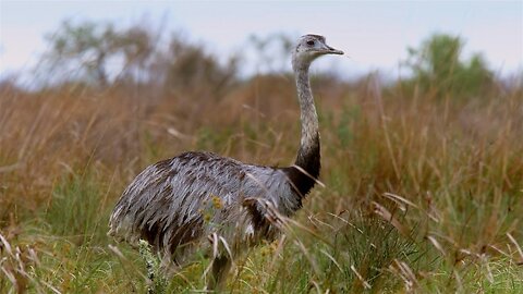 Take Flight with South American Birds - The Wild Place - Relax With Nature - BBC Earth