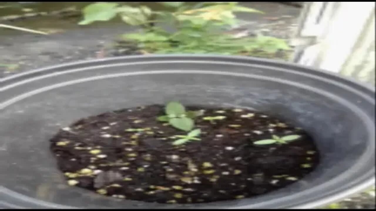 trinidad ganja farming