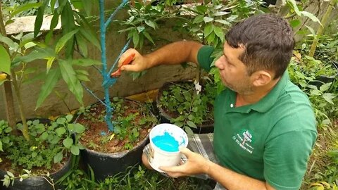 sua frutifera está com o galho secando Veja o que fazer