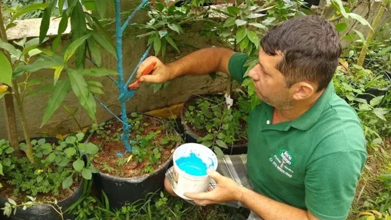 sua frutifera está com o galho secando Veja o que fazer