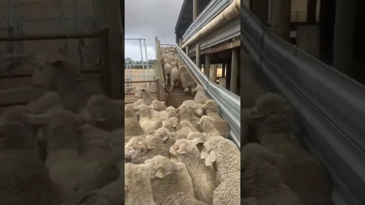 We need this dog 🐕 for our highway 🛣