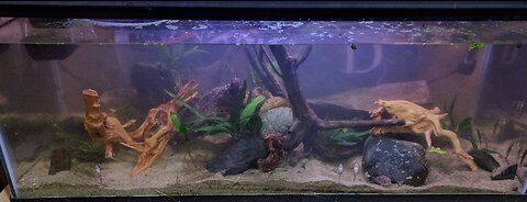 Fishtank remodel