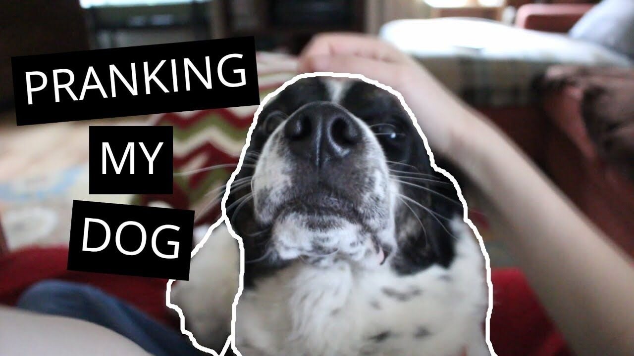 Funniest prank on my dog