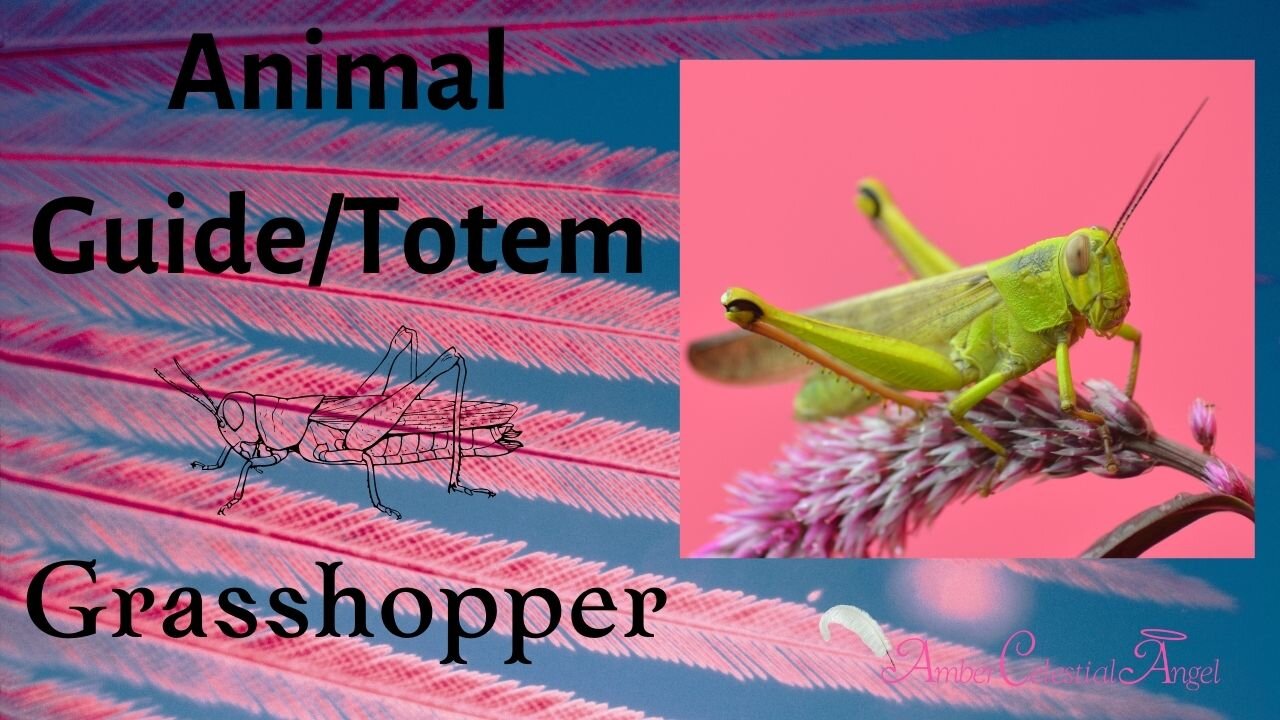 GRASSHOPPER Animal Guide/Totem Meaning