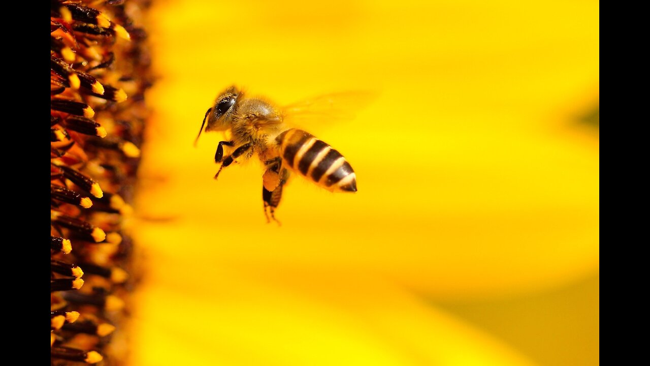 Watch the bee closely!! what it does