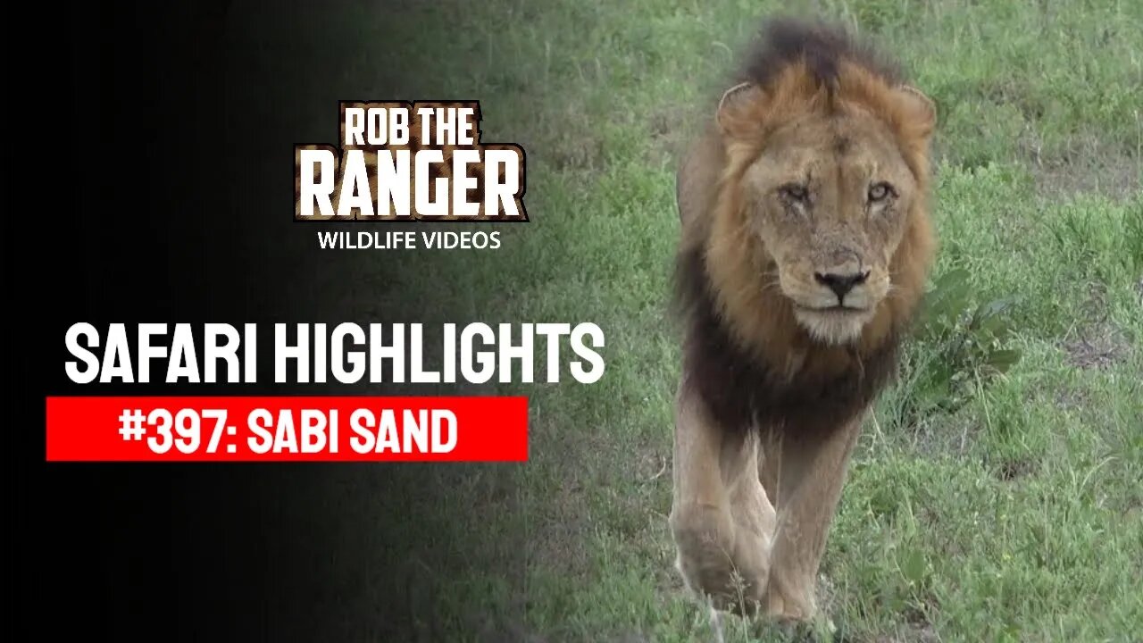 Safari Highlights #397: 06 - 10 April 2016 | Sabi Sand Wildtuin | Latest Wildlife Sightings