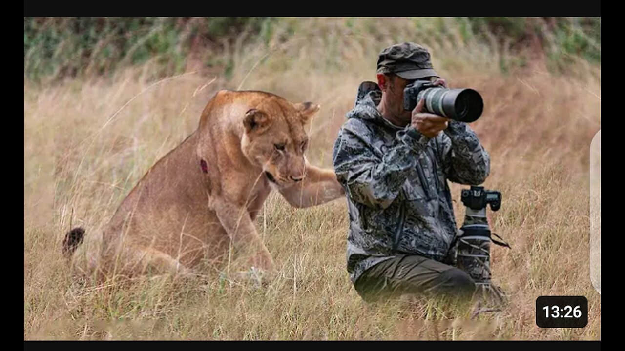 Lion surprised wildlife photographer when he was taking pictures in Wild