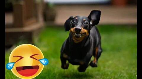 Hilarious Dogs reactions😝