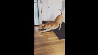 GIANT Pit Bull getting ready for breakfast! 🦁