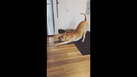 GIANT Pit Bull getting ready for breakfast! 🦁