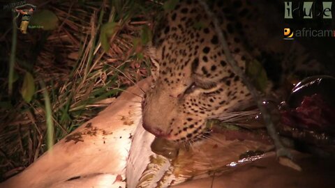 Leopard Feeds At Night