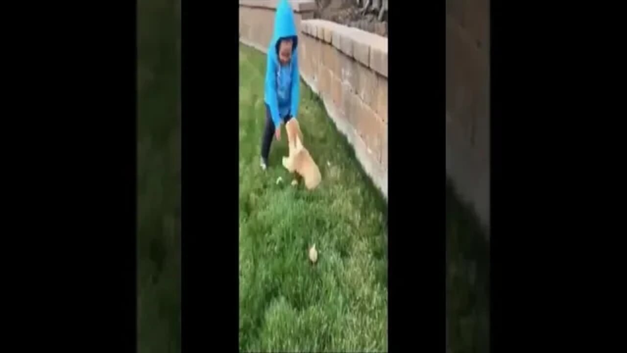 dog 27
