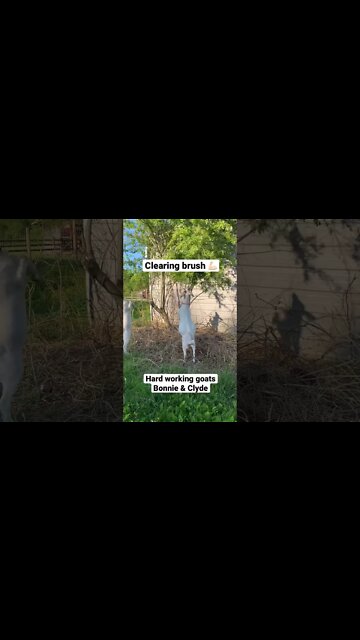 Hard workin’ goats #shorts