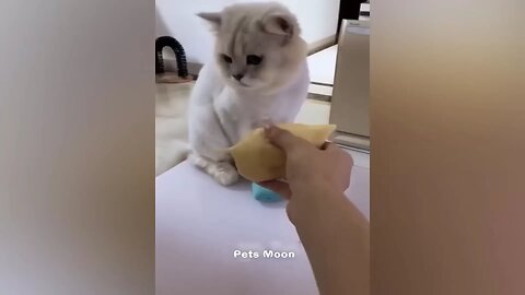 A cats try for food 🐈🐈🐈🐈