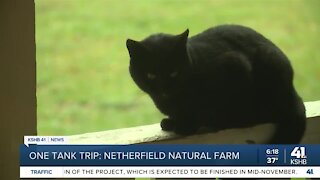 One Tank Trips: Netherfield Natural Farm