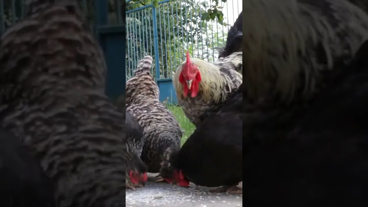 Rooster Chickens