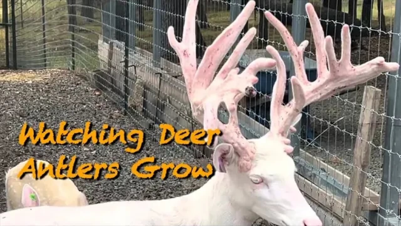 Watching Antlers Get HUGE! Part 2 August 26th