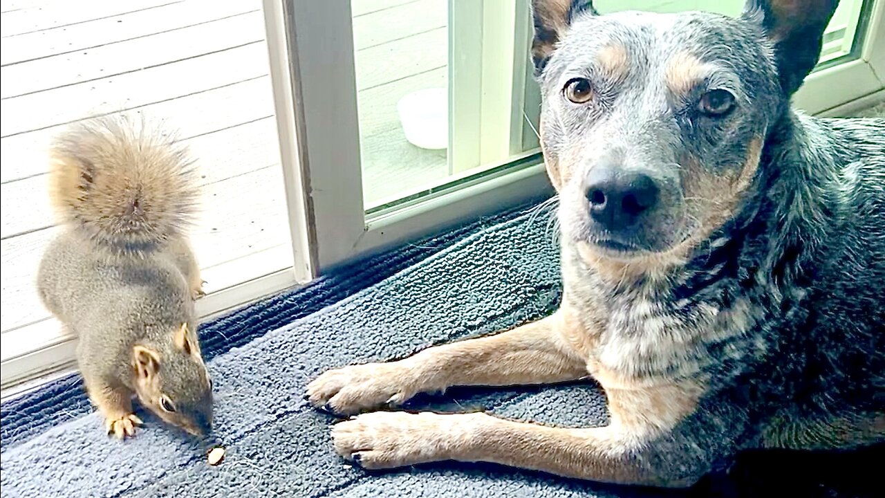 Part 4 of 6: The Best of ZIPPY BLUE HEELER the Mini Australian Cattle Wonder Dog!!