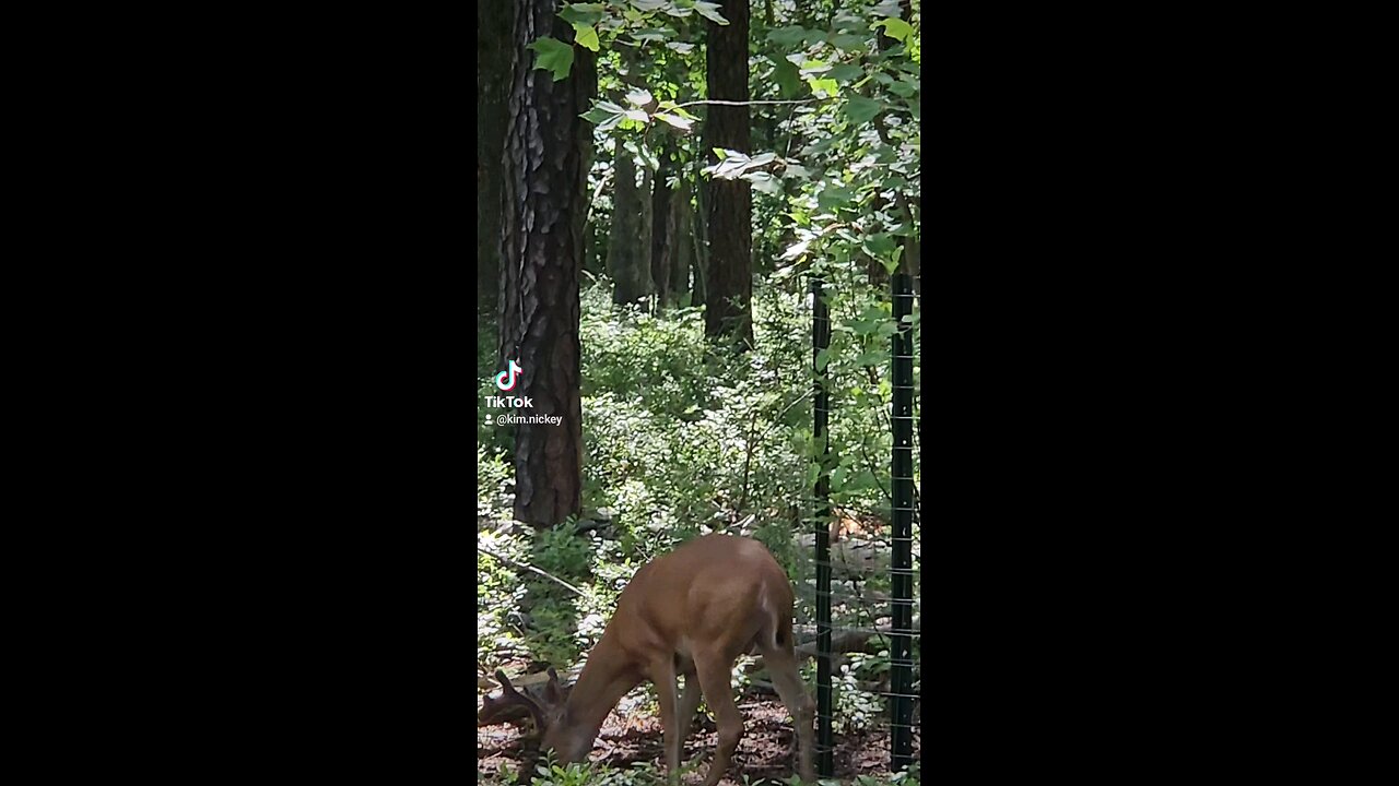 #Buck