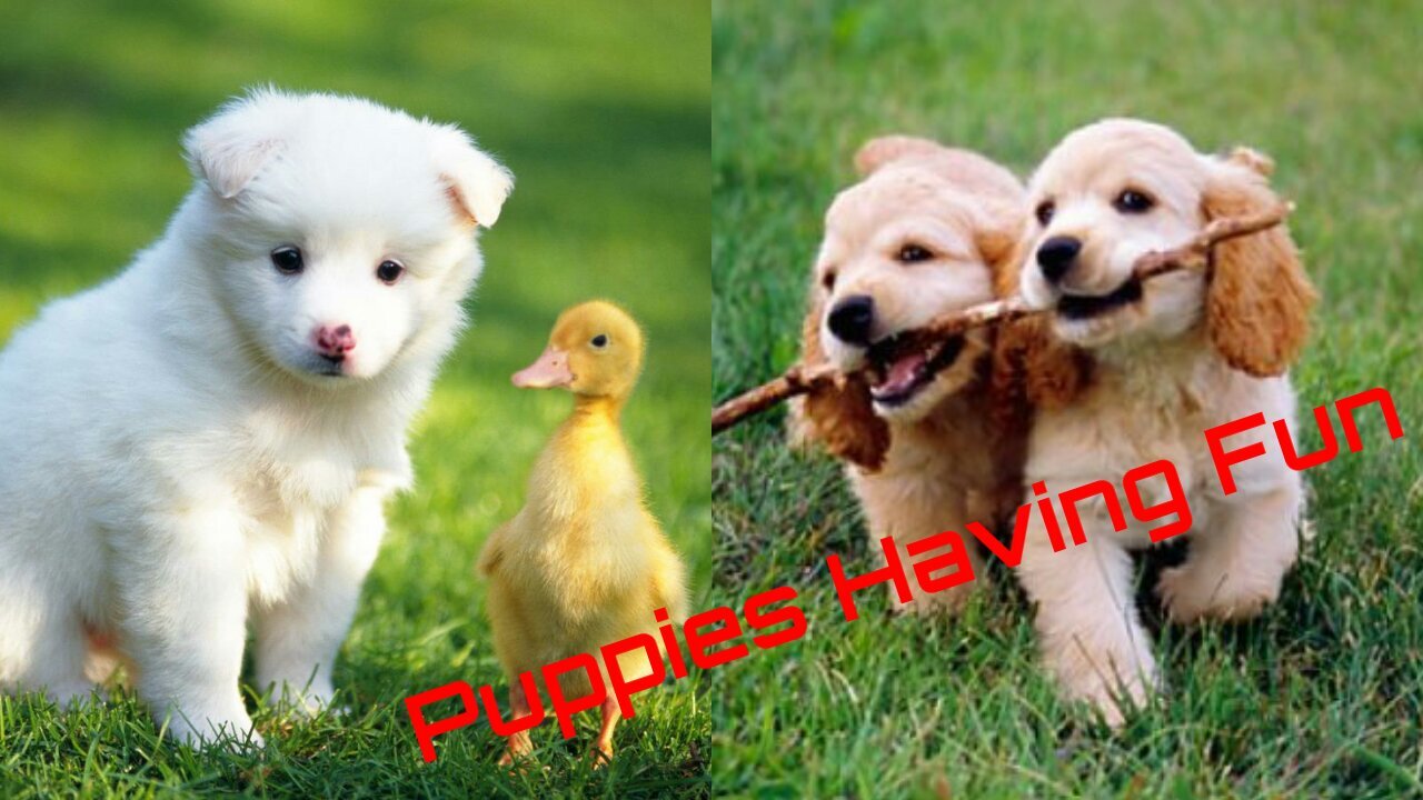 Cute Puppies having Fun with Friends, You Will Love It