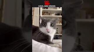 os gatos também se apaixonam