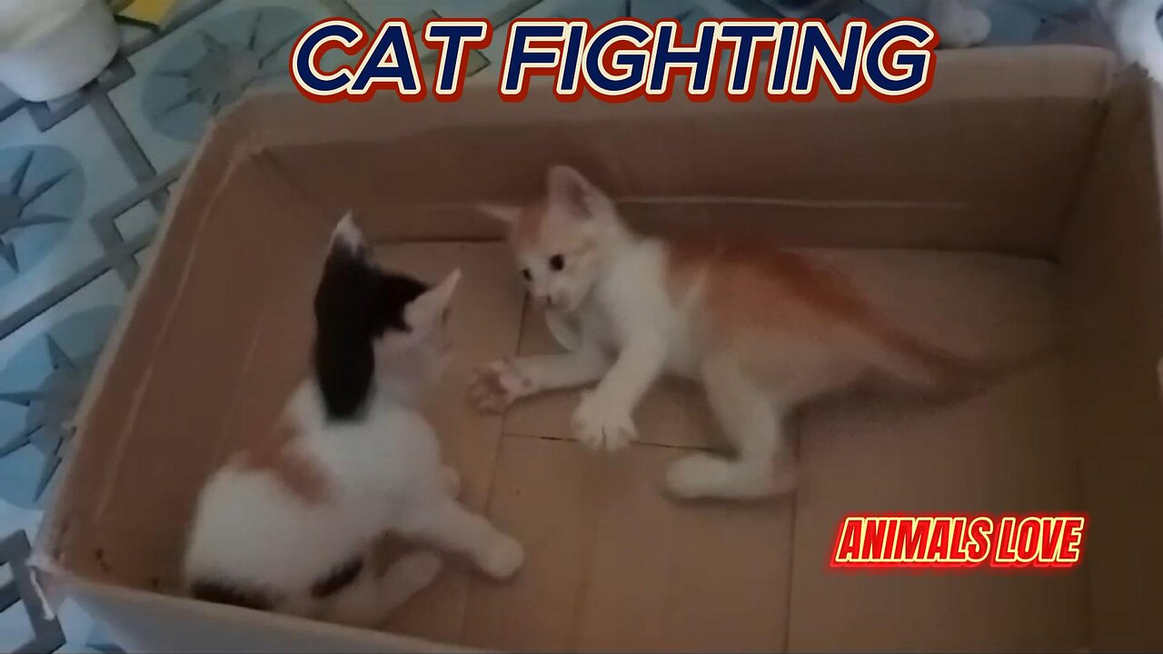 Very cute cat fighting video