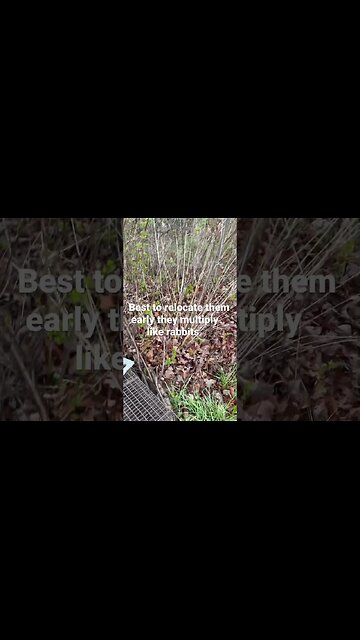 Pumpkin Predator #giantpumpkin #giantfruits #bubba