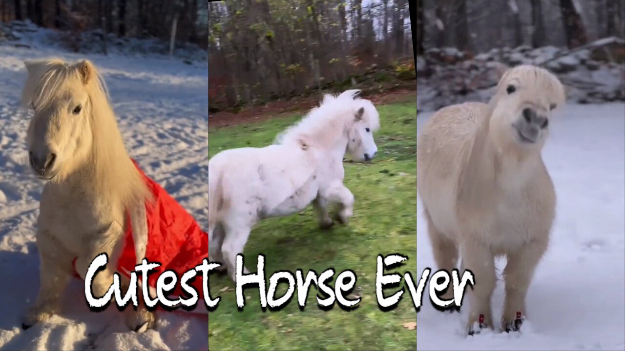 World's Most Cutest Horse Ever !