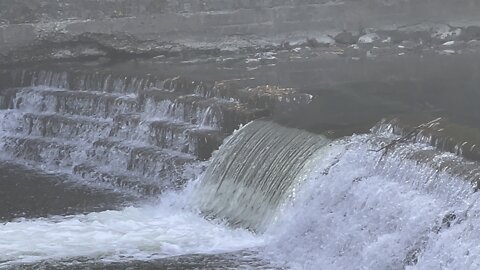 Salmon run Humber River 2022 edition 4