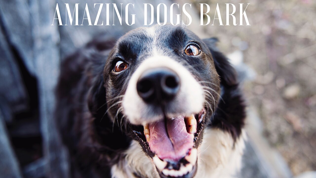 Compilation of the 10 best dog barking videos 2021