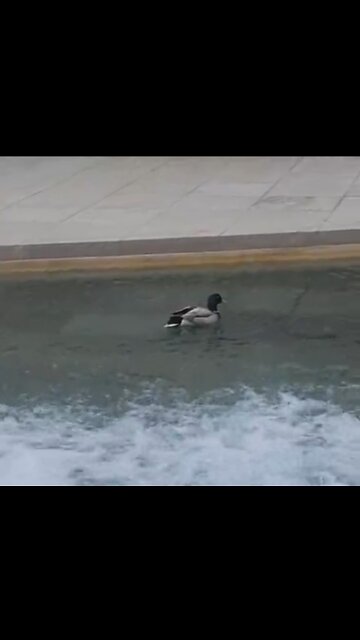 A Duck wanting the Jacuzzi Experience!