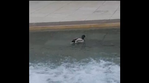 A Duck wanting the Jacuzzi Experience!