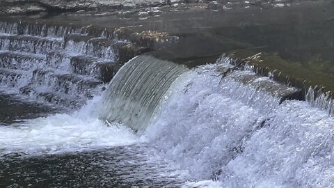 Salmon run Humber River 2022 edition 14