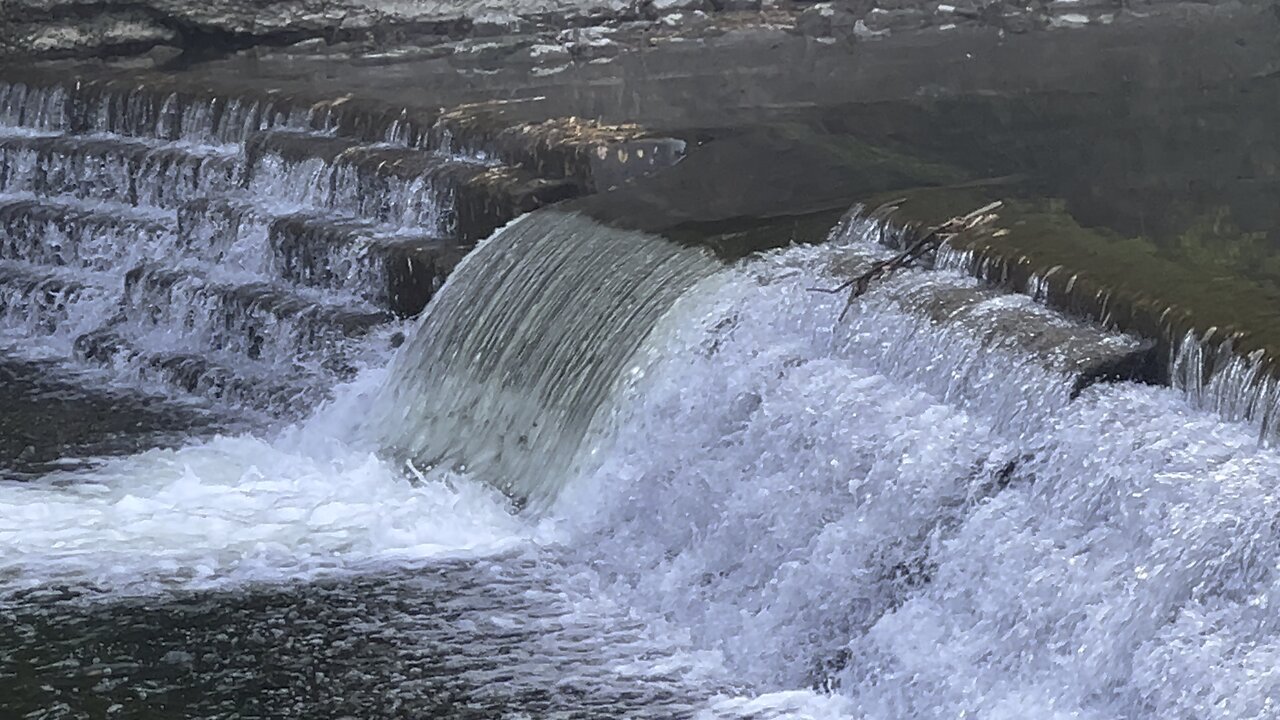 Salmon run Humber River 2022 edition 14