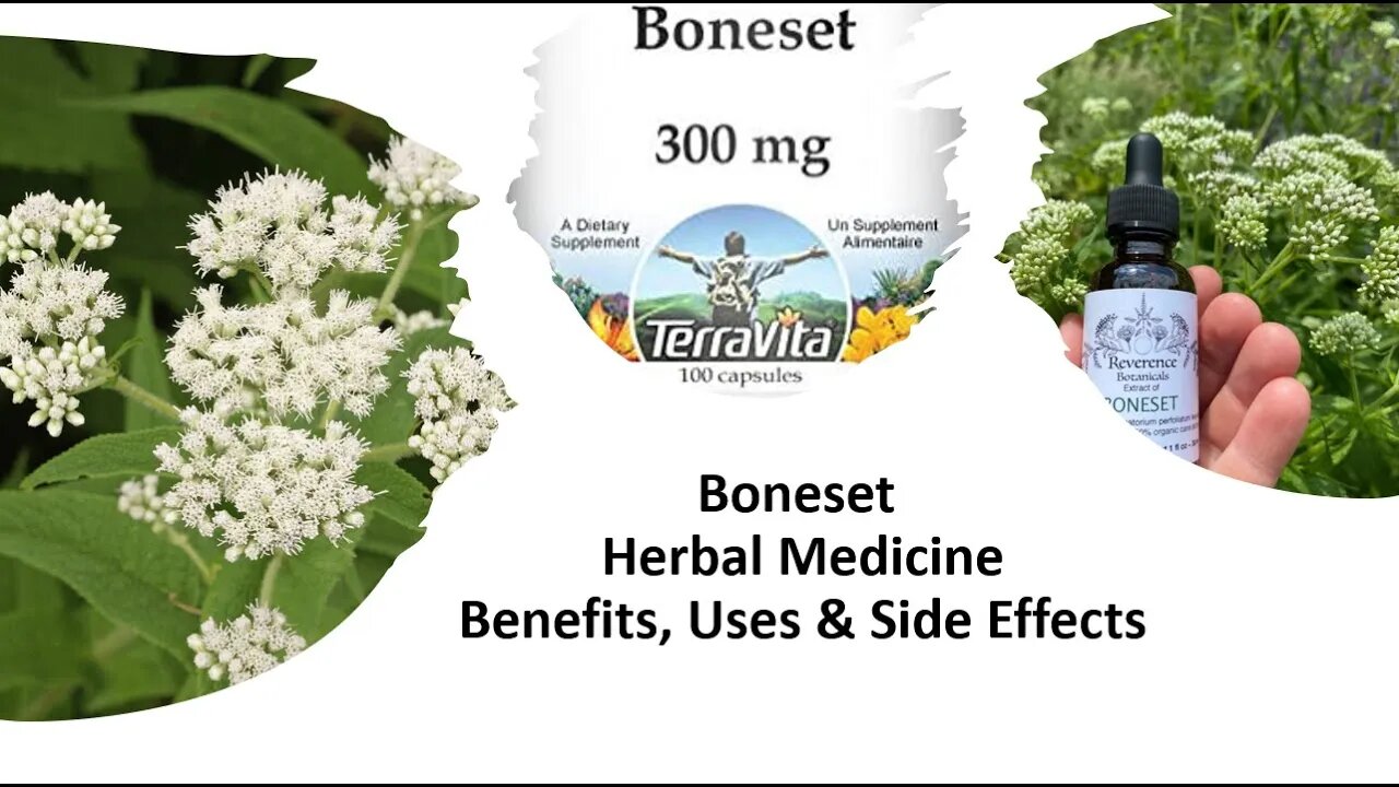 Boneset Herbal Medicine Benefits, Uses & Side Effects