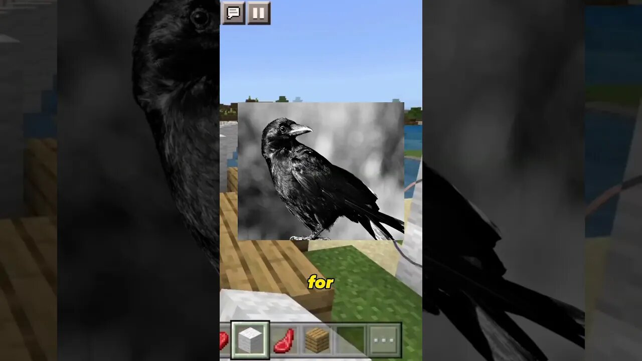 Crows Are so Smart