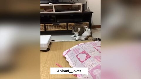 Cat funny videos 🤣🤣