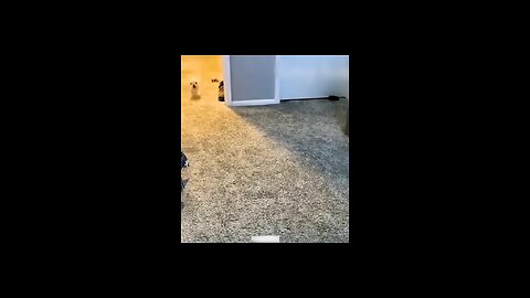 funny animals videos,🤣🤣