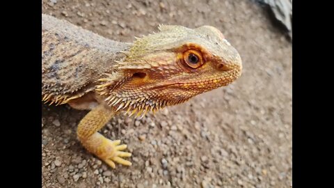 Klein Costa Rica impressie impression 2022 Deel 2