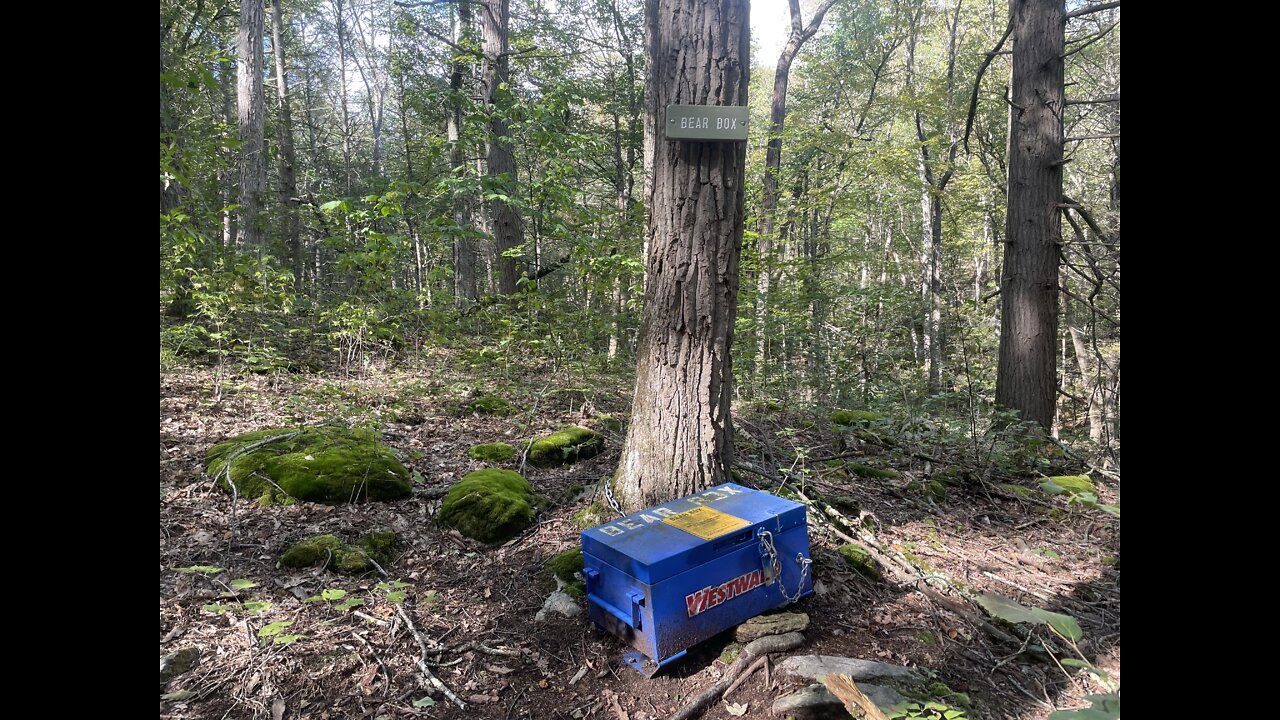 BEAR SIGHTING