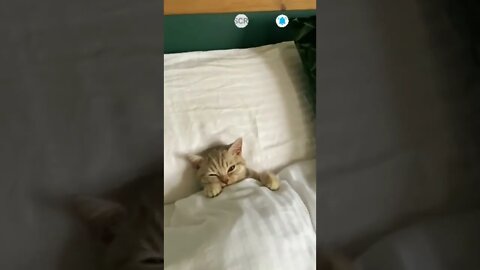 cute cat videos 😹 funny videos 😂 577 😻