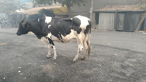 An emotional story of Cow