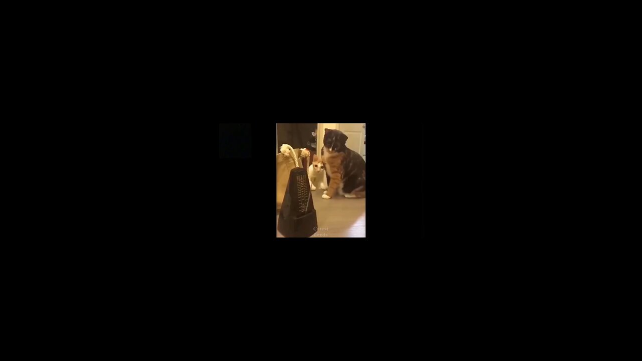funny cat 🤣🤣🤣@short @shorts @_Full-HD